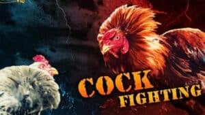 Cock Fighting
